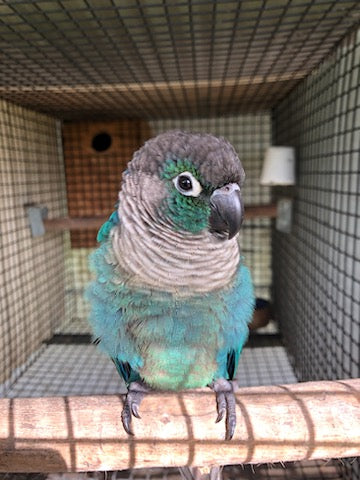 Conures as Pets: The Good, the Bad and the Ugly