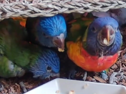 Lorikeets